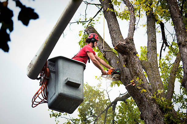  Prestbury, IL Tree Removal and Landscaping Services Pros